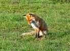 Fuchs schläft... - work - life - balance...