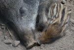 Mittagsruhe mit Familienidylle bei den Wildschweinen im Wildtiergarten Hessen