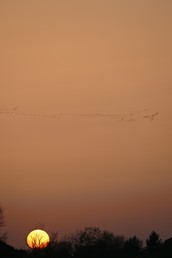 Vogelzug an der Spree mit Sonnenuntergang