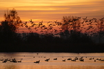 Zug der Vögel im Herbst