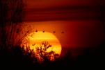 Die Kraniche ziehen im Sonnenuntergang