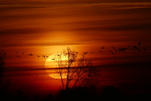 Im Sonnenuntergang ziehen Kraniche weiter
