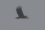 Nun verschwindet der Seeadler im Nebel