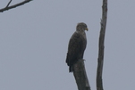 Nichts entgeht dem Seeadler, trotz Morgennebel