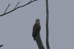 Seeadler hält Ausschau im Morgennebel