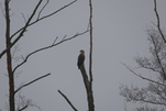 Seeadler im Morgennebel in Neu-Hartmannsdorf entdeckt