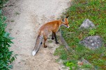 Der junge Fuchs denkt: Okay, kommt ja keiner, bleib ich noch
