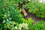 Einen jungen Fuchs zu Hause im Garten entdeckt