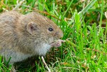 Der kleinen Feldmaus schmeckt´s