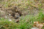 Kleine Feldmaus wagt einen Blick