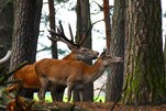 Familienglück bei Familie Rothirsch,
Wildpark Schorfheide