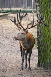 Da steht er nun...
Wildpark Schorfheide