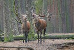 Also sie mag ihn, den Platzhirsch...
Wildpark Schorfheide