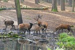 Er ist der Größte... Rothirsch im Wildpark Schorfheide
