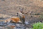 Rothirsch - Gehabe... Wildpark Schorfheide