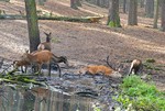 Familienbad bei Fam. Rothirsch im Wildpark Schorfheide
