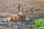 Wildpark Schorfheide, Rothirsch in der Brunftzeit
