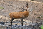 Ich bin hier der Boss - Hirschbrunft im Wildpark Schorfheide