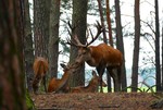 Die Hirschkühe lieben ihn jetzt schon -  Wildpark Schorfheide