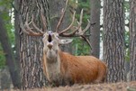 Ich bin hier der Platzhirsch... Wildpark Schorfheide