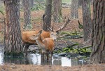 Der Platzhirsch hat da wohl mehr Chancen, hier Wildpark Schorfheide