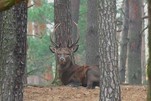 Hirschbrunft im Wildpark Schorfheide, hier der zweitrangige Rothirsch...