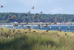 Starenflug - Ansammlung auch am Ostseestrand - was für ein Schauspiel