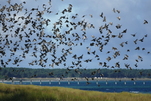 Die Stare fliegen hier sogar über der Ostsee