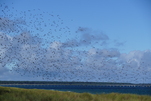 Stare fliegen im Schwarm, auch hier an der Ostsee