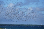 An der Ostsee noch nie gesehen - Starenflug