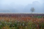 Mein Lieblingsbaum im Herbst