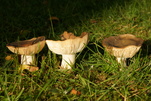Herbst - Pilzzeit