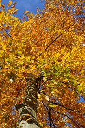 Schöner Herbstbaum in Grünheide