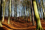 Wunderschöner Weg zum Mümmelkensee