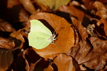 Letzter Herbstflug
