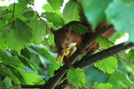 Eichhörnchen sammelt Vorräte