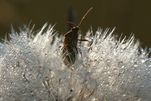 Guten Morgen aus der Pusteblume