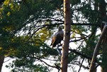 Seeadler im Wald