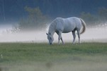 Schimmel im Nebel, Jägerbude