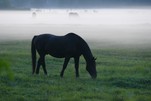 Pferde im Nebel, Jägerbude