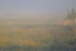Gevatter Fuchs schleicht sich im Nebel an