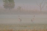 Kraniche im Morgennebel