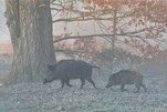 Vorfahrt beachten, Wildschweine von rechts