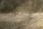 Schwan im Nebel an der Spree