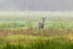 Reh im Herbstnebel